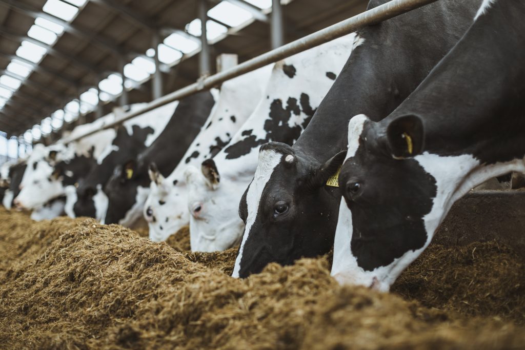 Dairy cows in a shed eating silage.