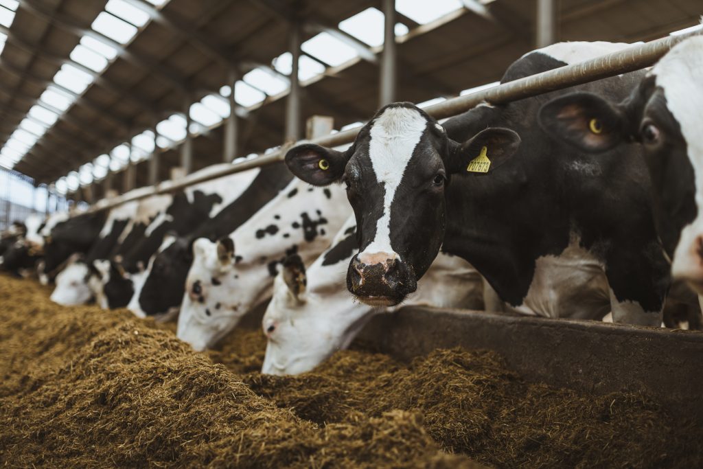 A dairy cow in a shed, eating silage and staring at the camera