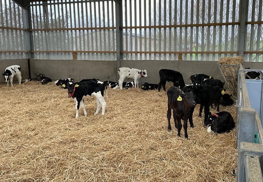 Dairy x Wagyu beef calves in a bedded shed