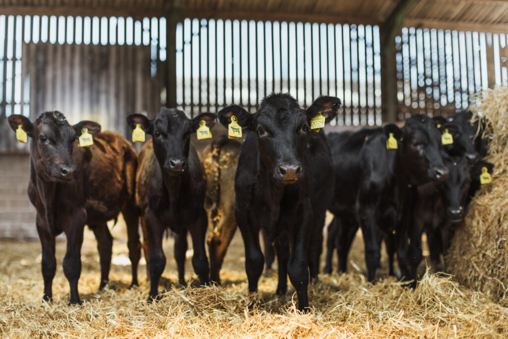 Wagyu cattle staring straight at the camera
