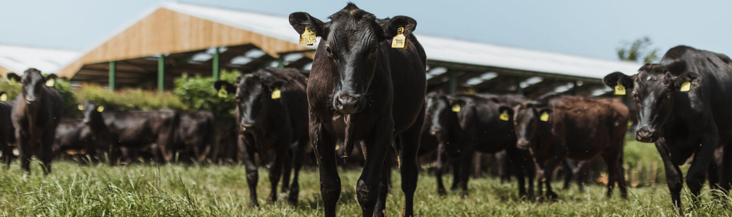 Wagyu cattle staring straight at the camera