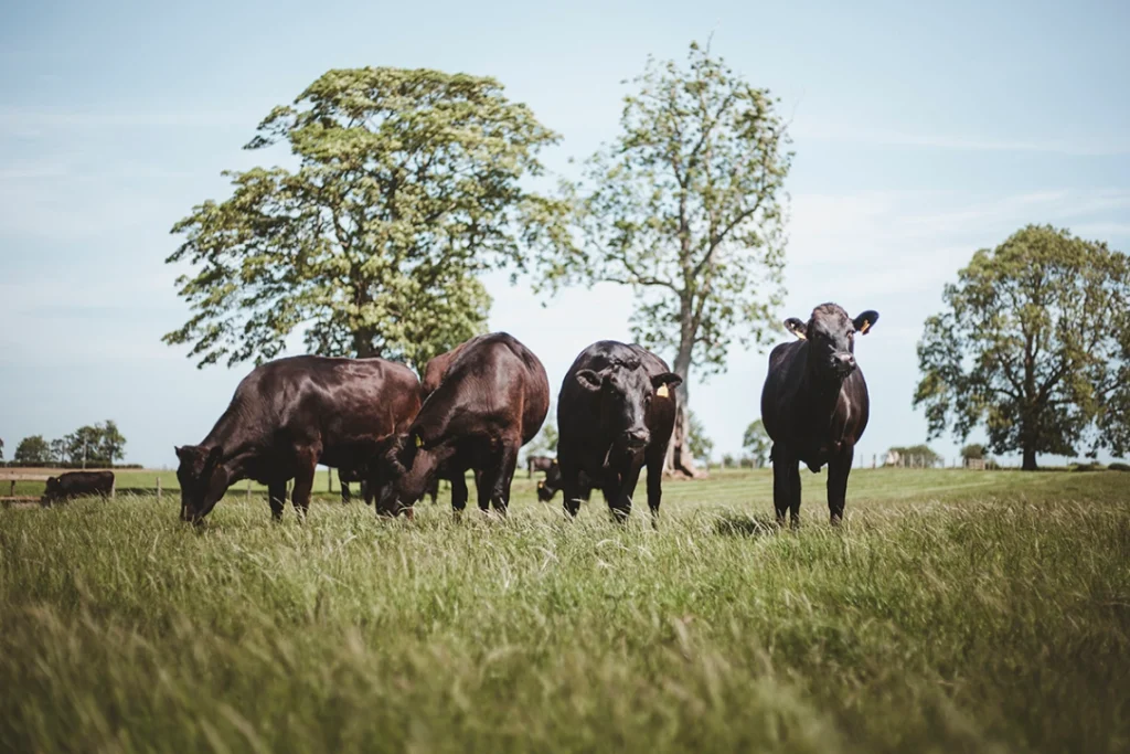 Wagyu cattle in a field with trees
