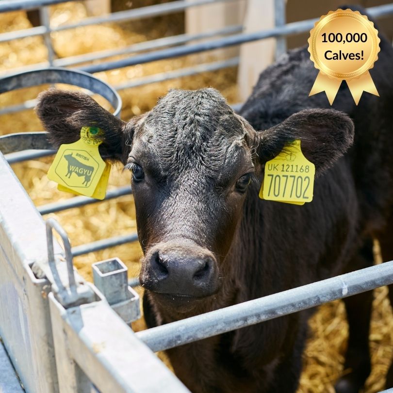 calf with Wagyu eartag