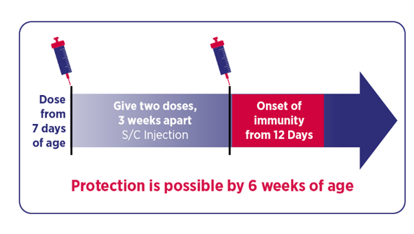 A disgram showing when the Mbovis vaccine Protvitiy should be administered