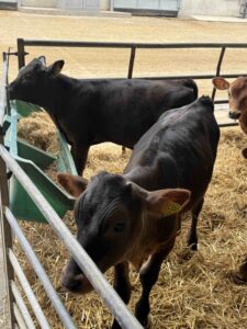 A picture of two Wagyu weanlings in a pen