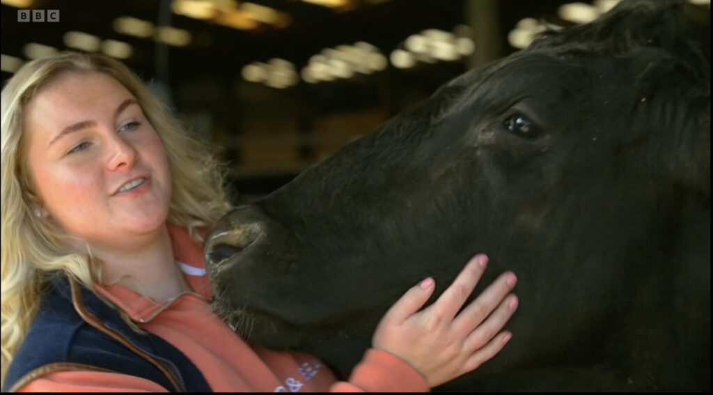 Lady stroking a black cow