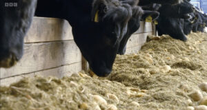 Cows eating forage and potatoes