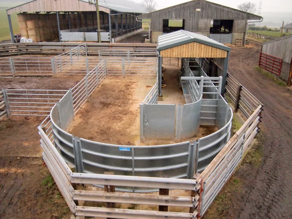 Cattle handling systems are part of reducing farm costs.
