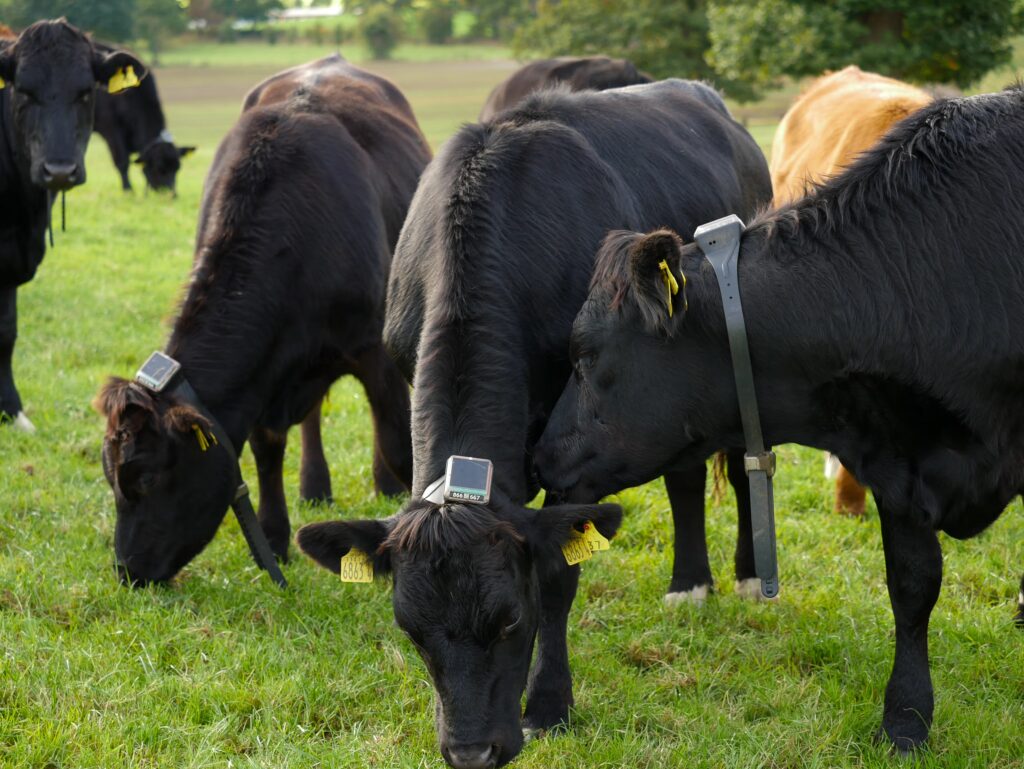 Cows grazing in pasture with Monil virtual fencing collars.