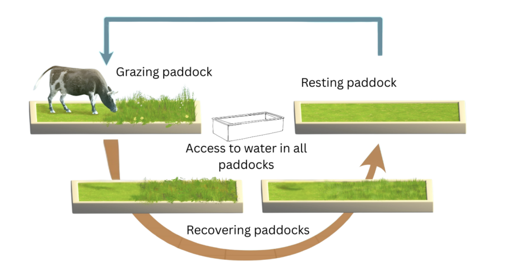 Diagram showing rotational strategy for grazing cattle.