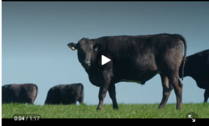 black cow in a field