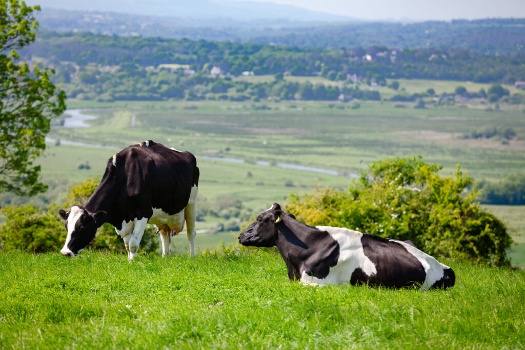 dairy cows in field in the summer.
