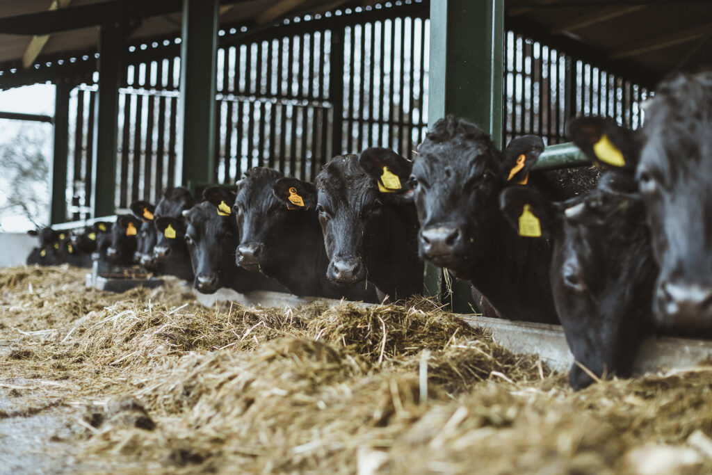 Wagyu cattle in a barn with silage