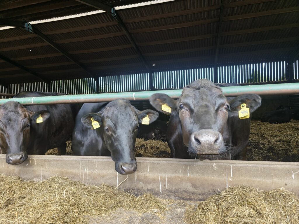 Cattle in shed on farm