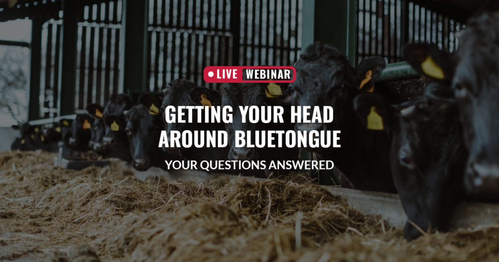 Live webinar icon, with text that reads getting your head around bluetongue: your questions answered, on a photograph of black cows in a barn