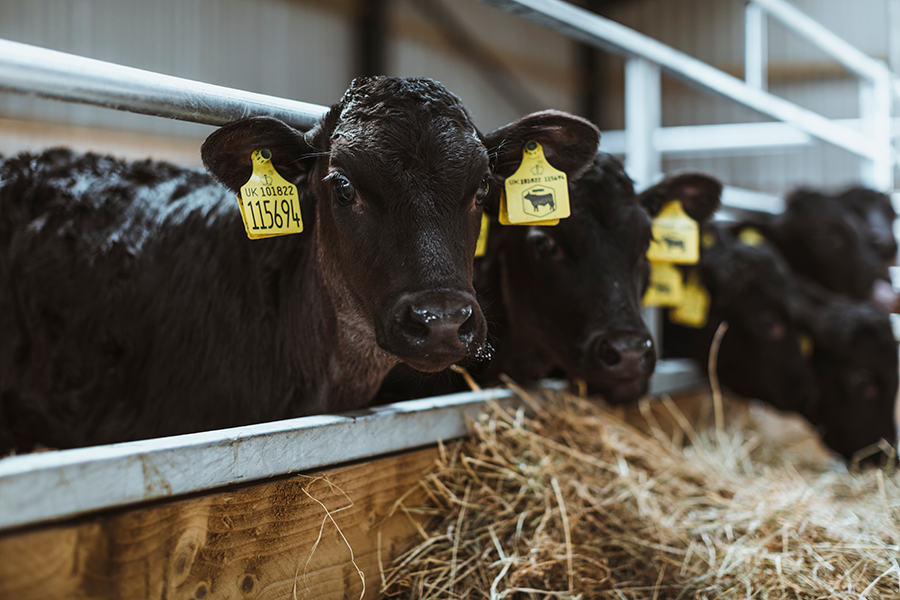 lack wagyu calves in a barn
