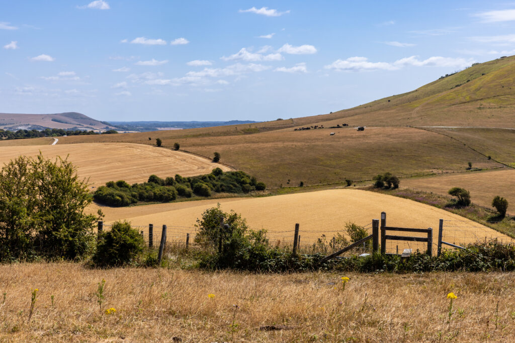 Yellow fields